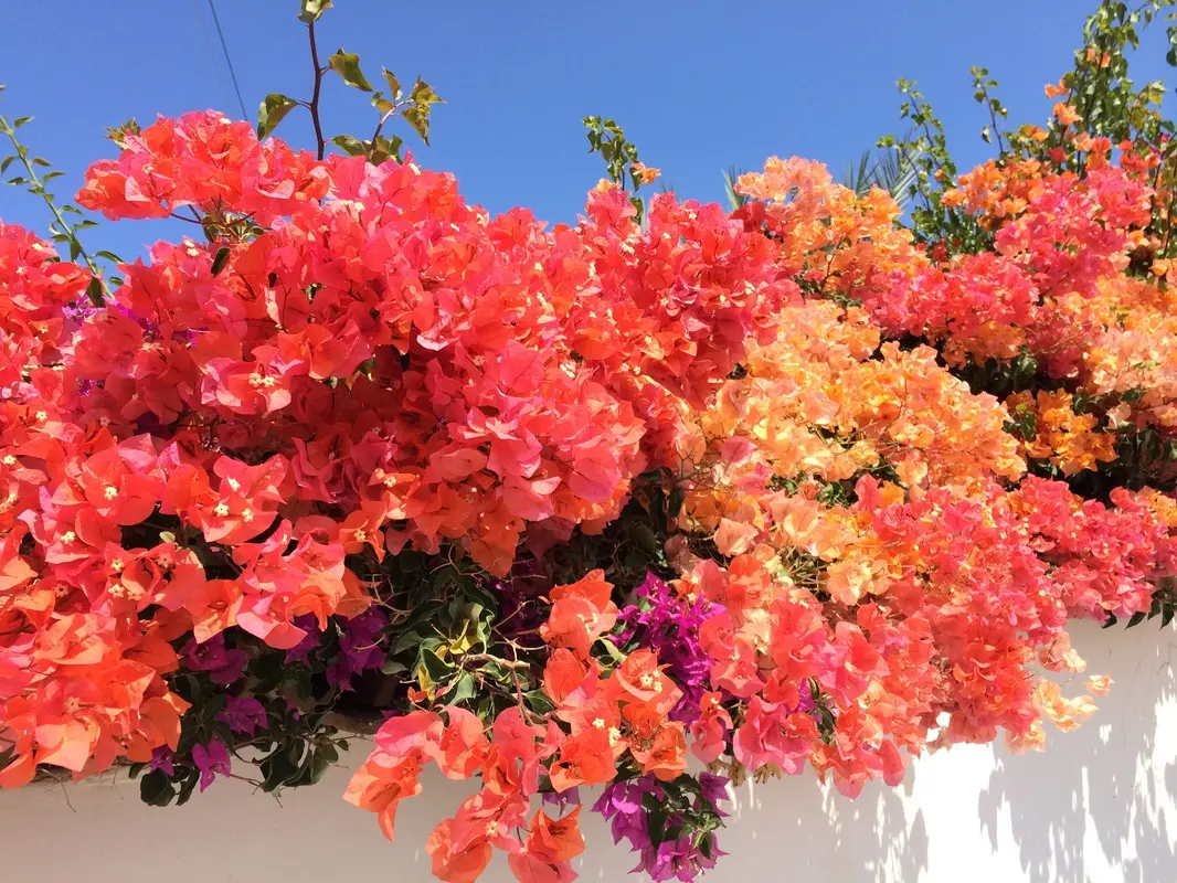 Bougainvillea i full blomst
